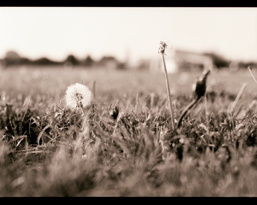 Analoge Film-Fotografie